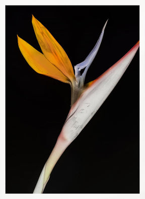 Bird of Paradise Poster