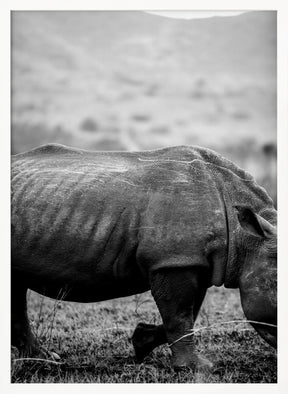 Black Rhino Poster