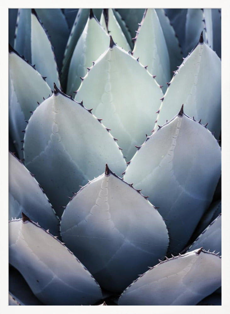 Blue Agave Side Poster