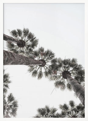 California Palms Poster