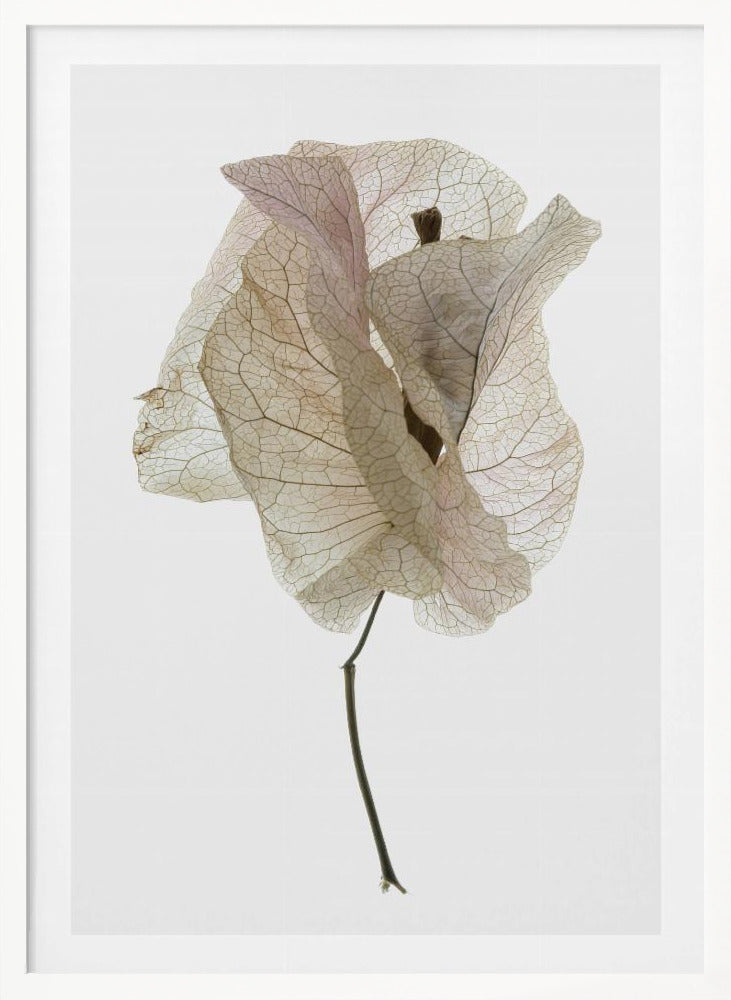 Bougainvillea Study No1 Poster