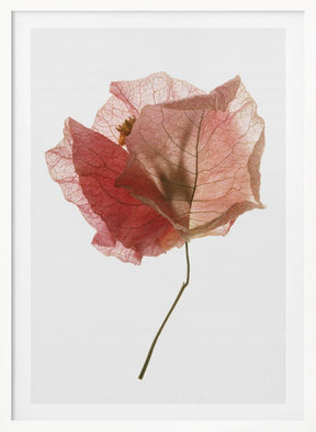 Bougainvillea Study No2 Poster