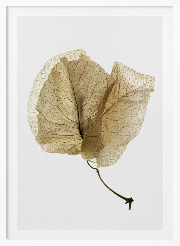 Bougainvillea Study No3 Poster