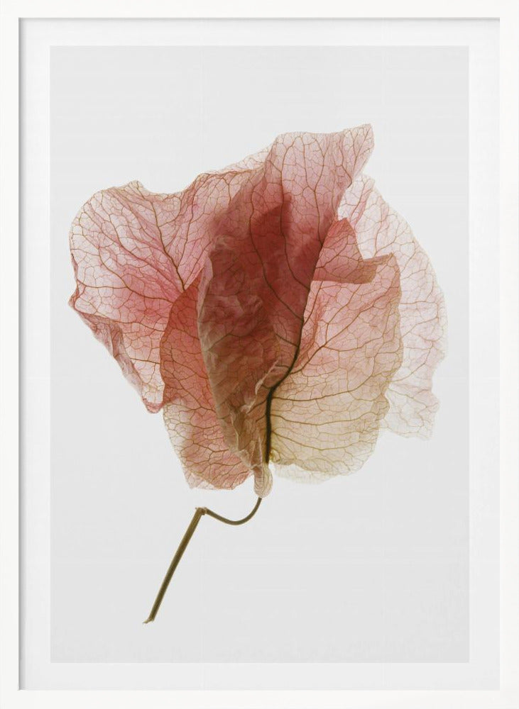 Bougainvillea Study No4 Poster