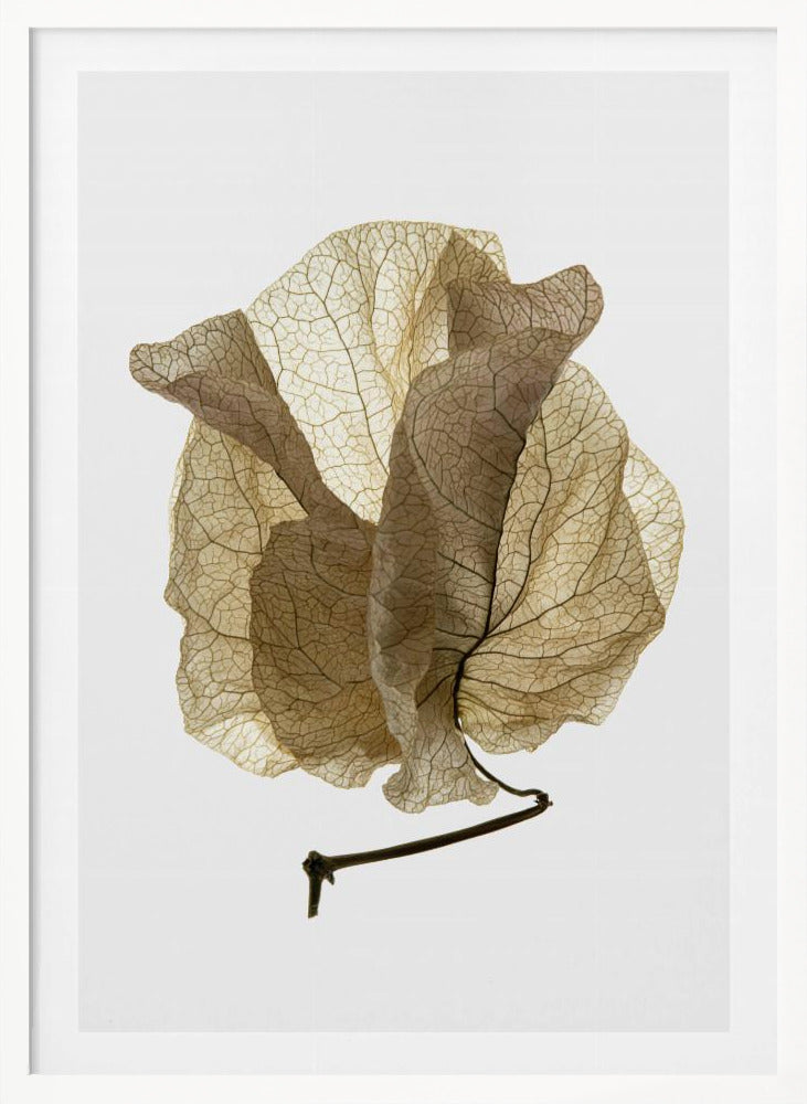 Bougainvillea Study No5 Poster