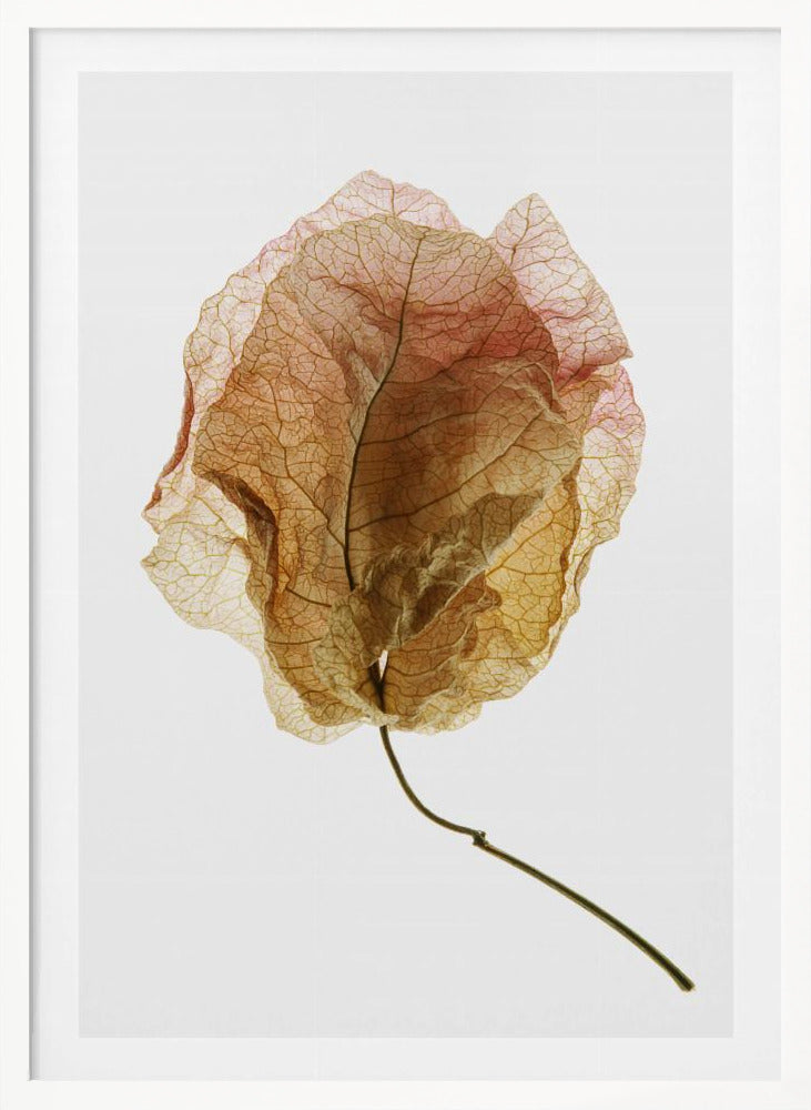 Bougainvillea Study No6 Poster