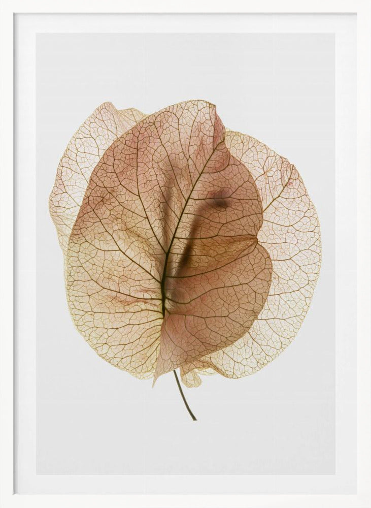 Bougainvillea Study No7 Poster