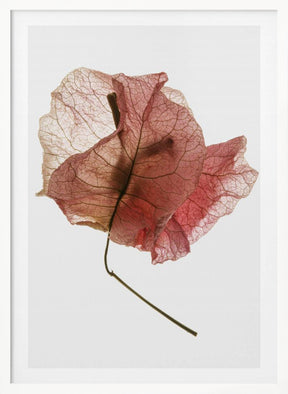 Bougainvillea Study No8 Poster