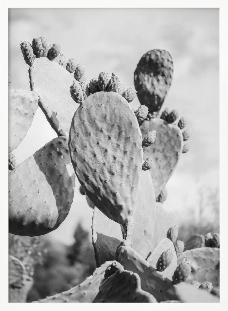 Cacti Cowboy No1 Poster