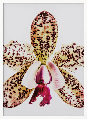 Coral Orchid Poster