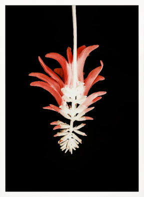 Coral Tree Flower Poster