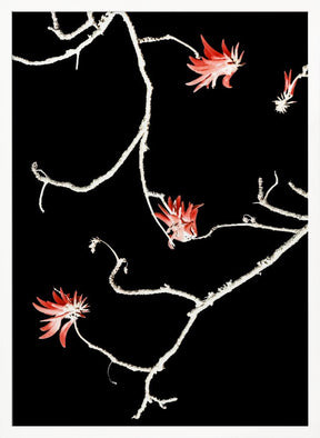 Coral Tree Poster