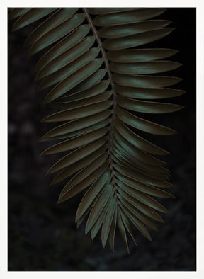 Cycad Poster