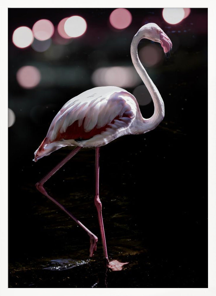 Dancing Flamingo Poster