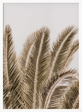 Desert Palm Poster