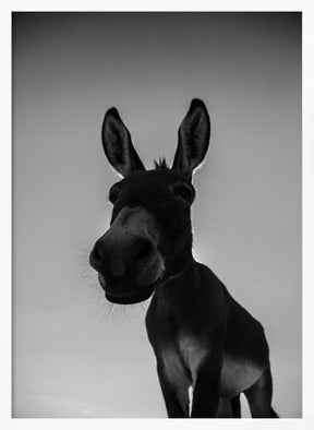 Donks Poster