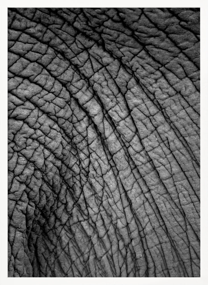 Elephant Study No2 Poster