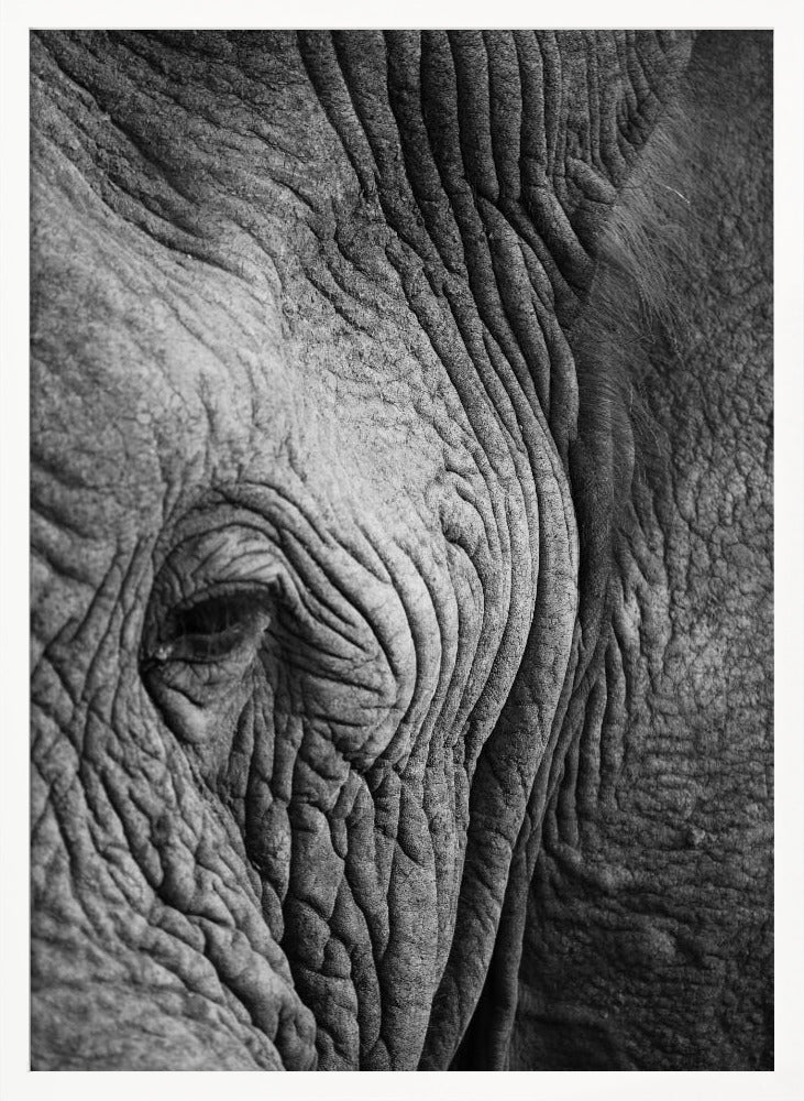 Elephant Study Poster