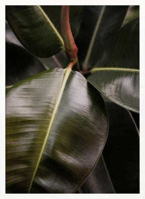 Ficus Bubu Poster