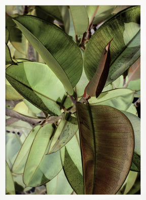 Ficus Elastica Poster