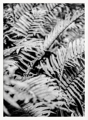 Forest Fern Poster