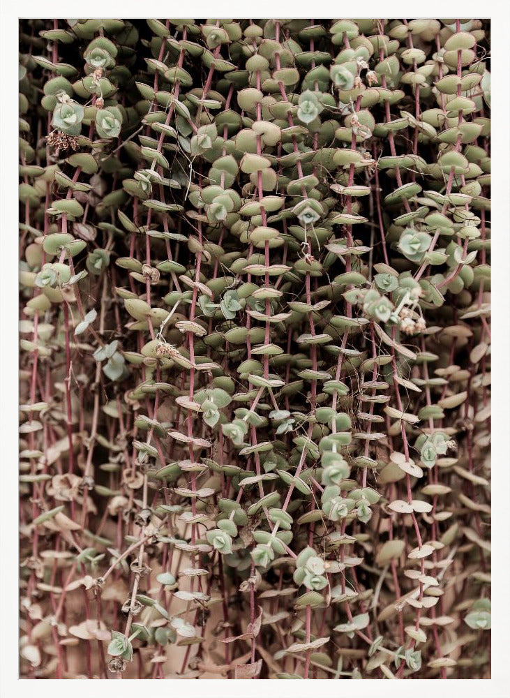 Hanging Garden Poster