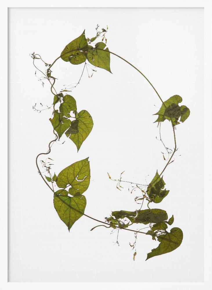 Herbarium 05 Poster