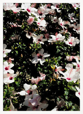 Hibiscus 02 Poster