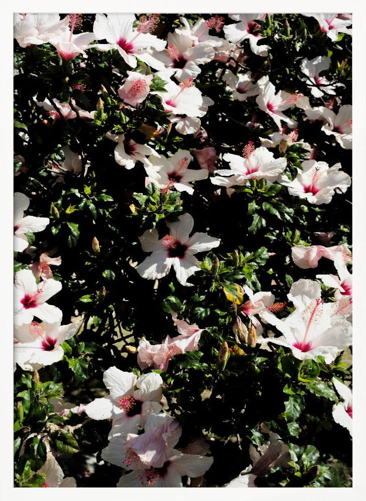 Hibiscus 02 Poster