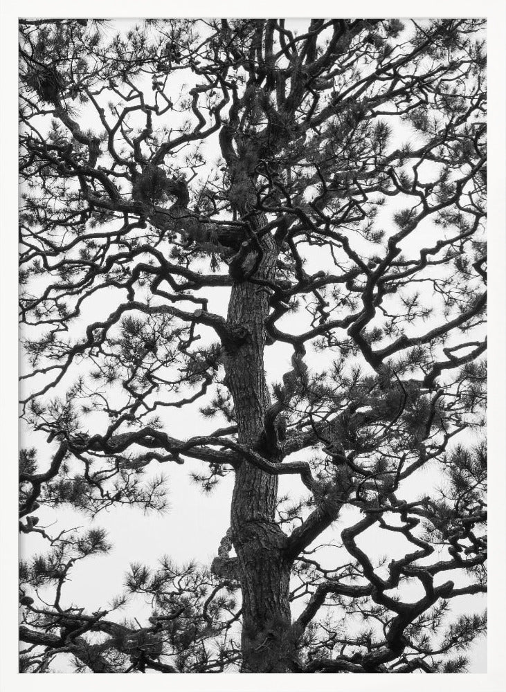 Japanese Garden 03 Poster