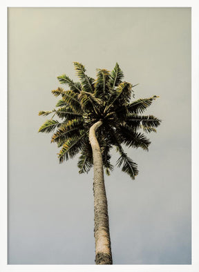 King Palm Poster