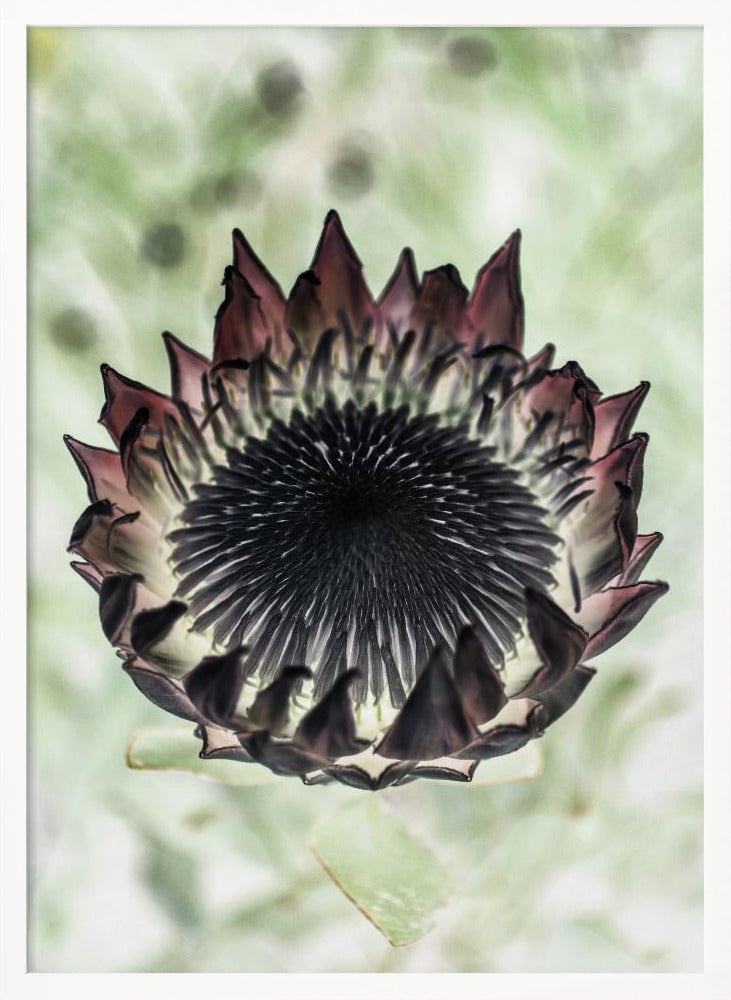 King Protea 02 Poster