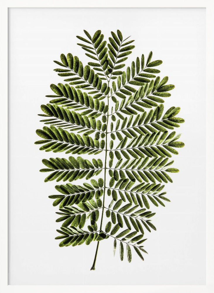 Leaf Study 02 Poster