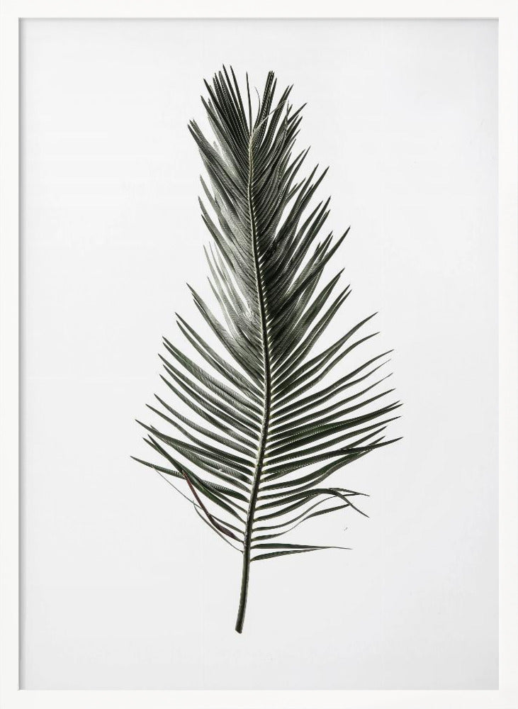 Leaf Study 03 Poster