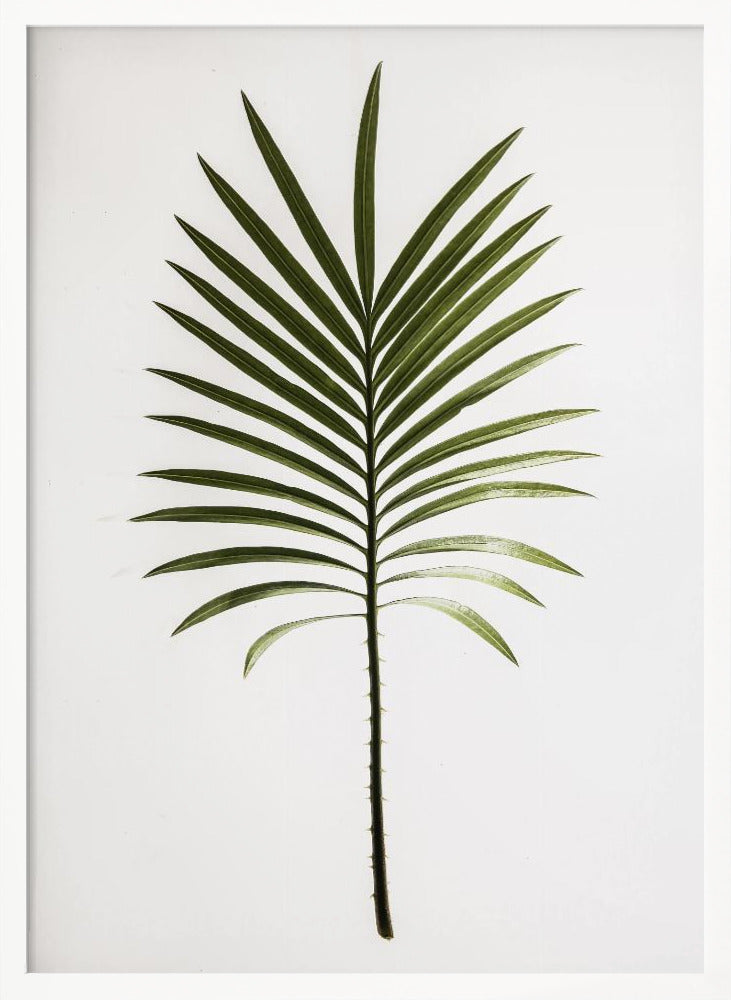 Leaf Study 04 Poster