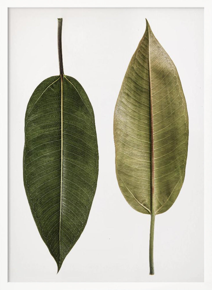 Leaf Study 05 Poster
