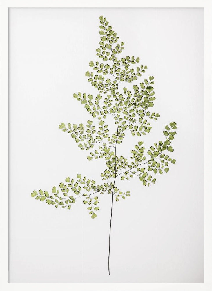 Leaf Study 06 Poster