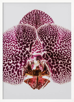 Leopard Orchid Poster