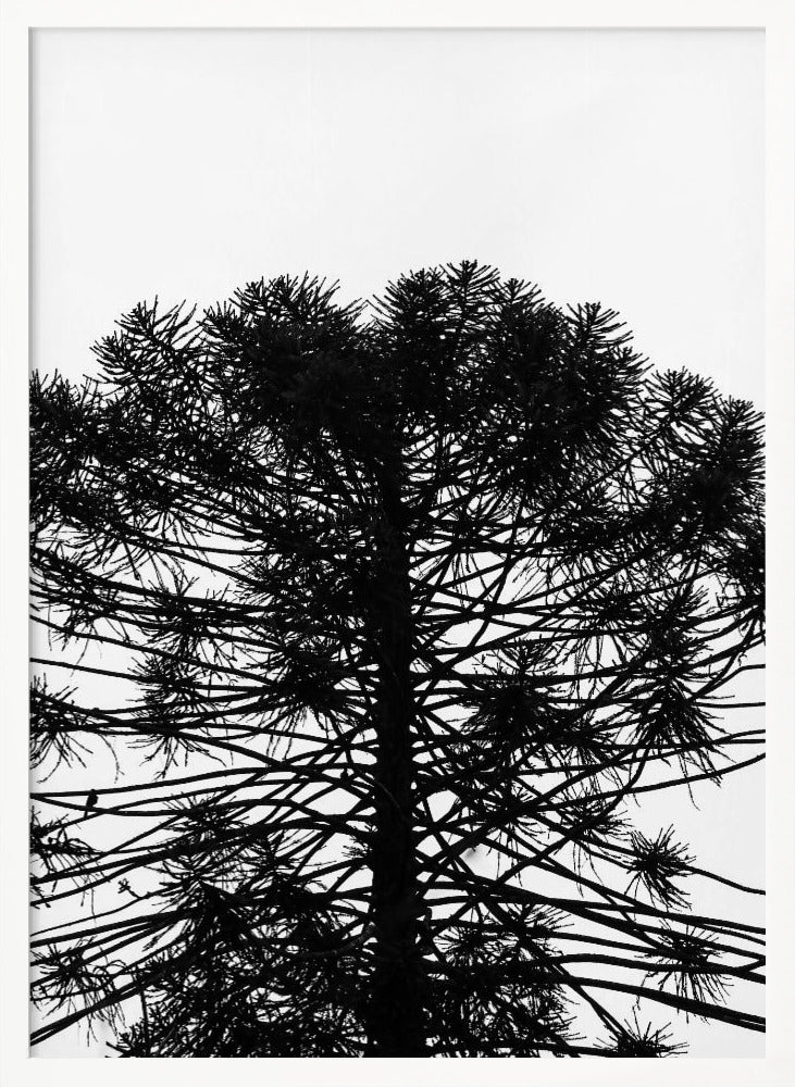 Monkey Puzzle Poster