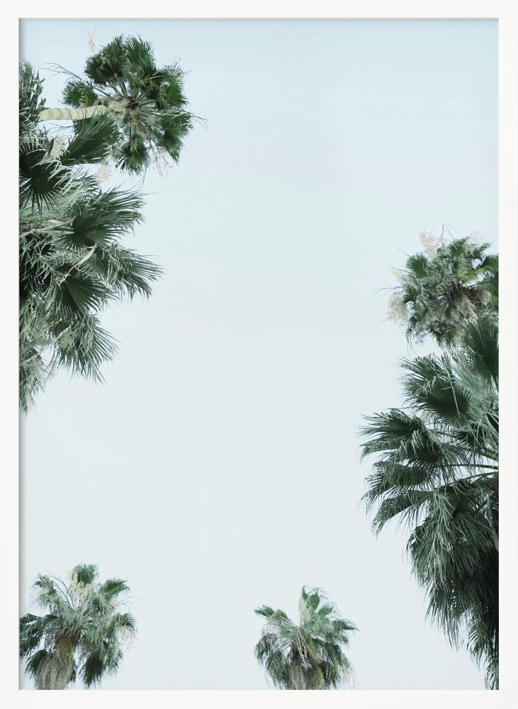 Palm Trees and Blue Skies Poster