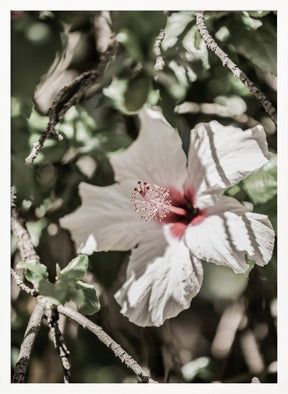 Pale Pink Hibiscus Poster