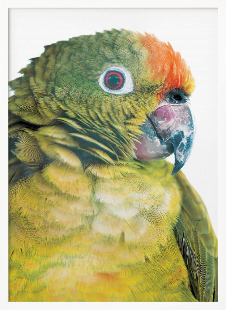 Parrot Poster