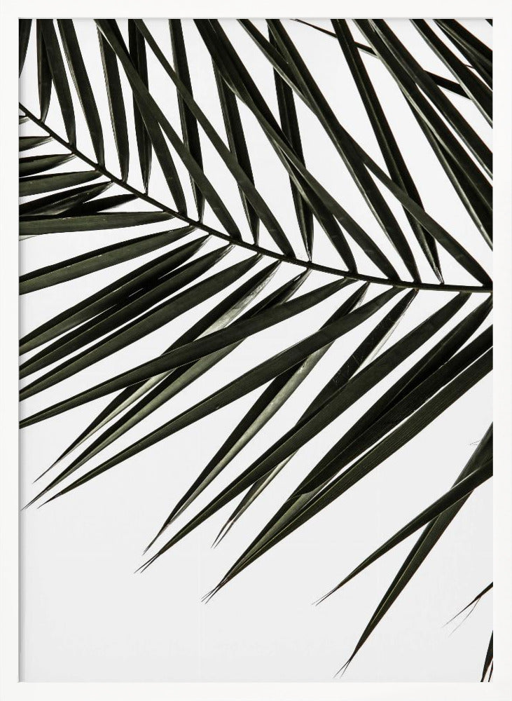 Phoenix Frond Poster