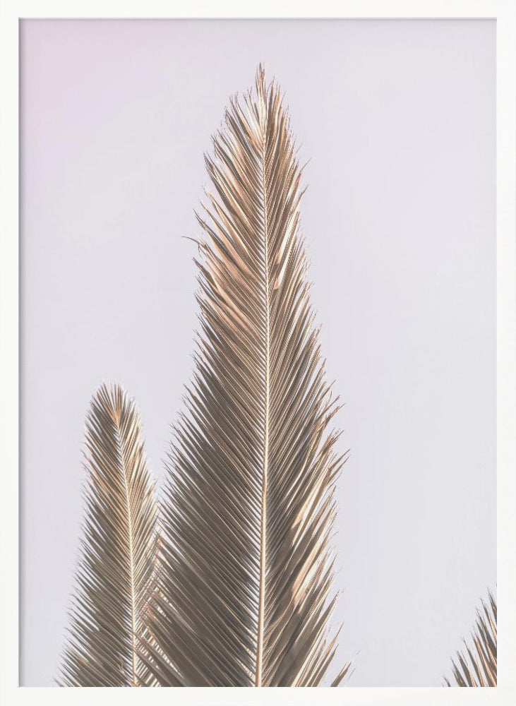 Phoenix Palm Poster