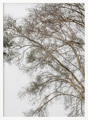 Plain Tree Poster