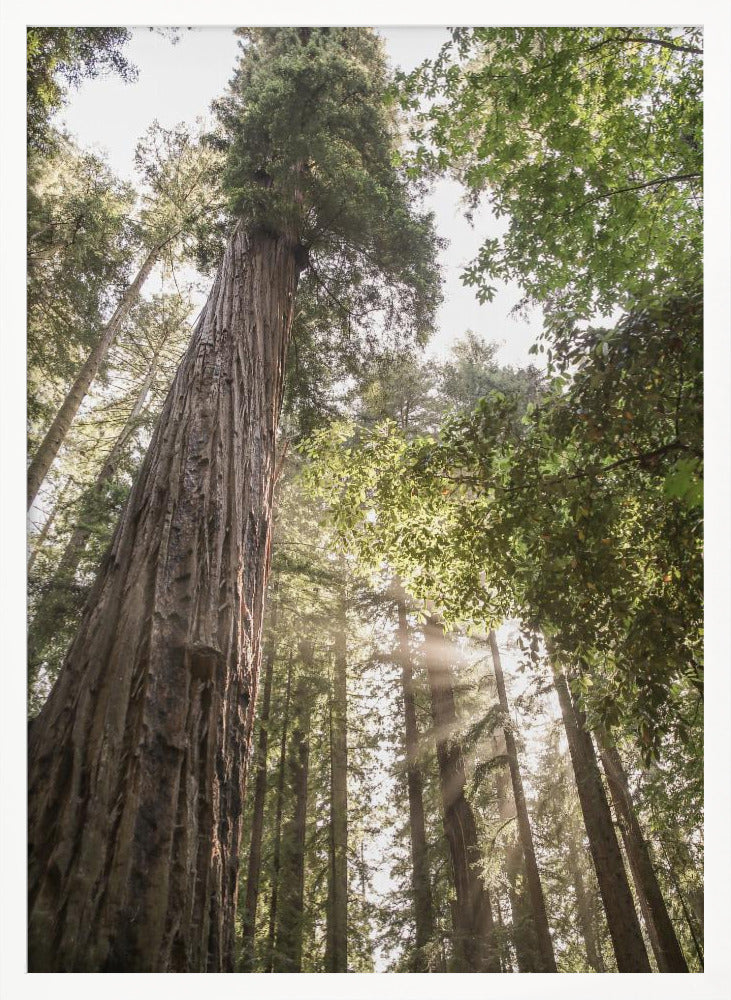 Redwoods Poster