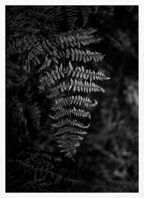 Silver Fern Poster