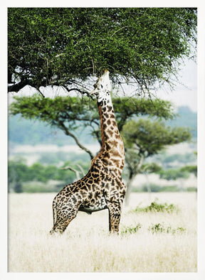 Giraff Stretch In Serengeti Poster