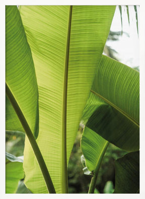 Tropic Bananna Poster