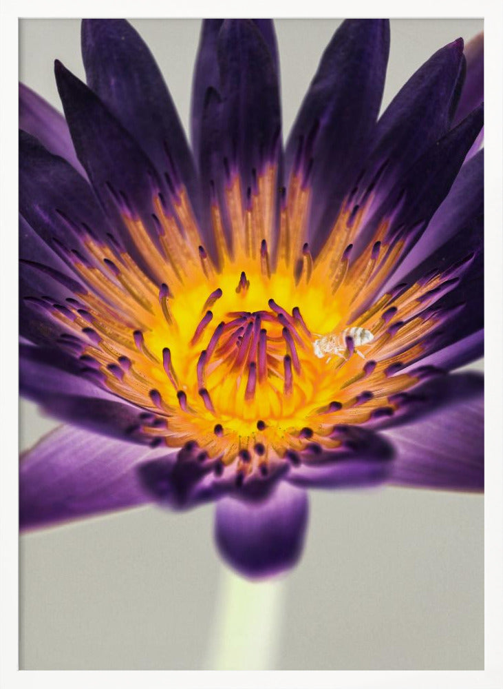 Water Lilly Poster